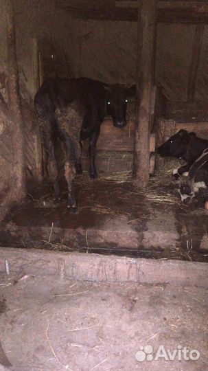 Быки на доращивание