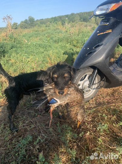 Ягдтерьер вязка