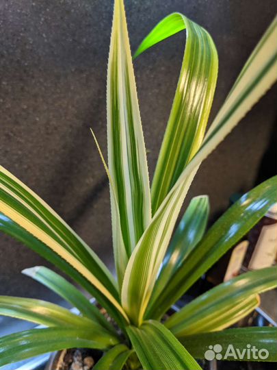 Панданус вариегатный