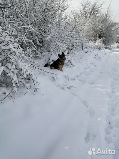 Собака в добрые руки отдам бесплатно