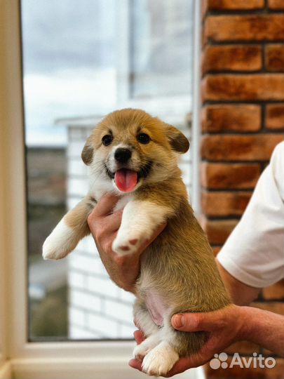Продам щенят корги