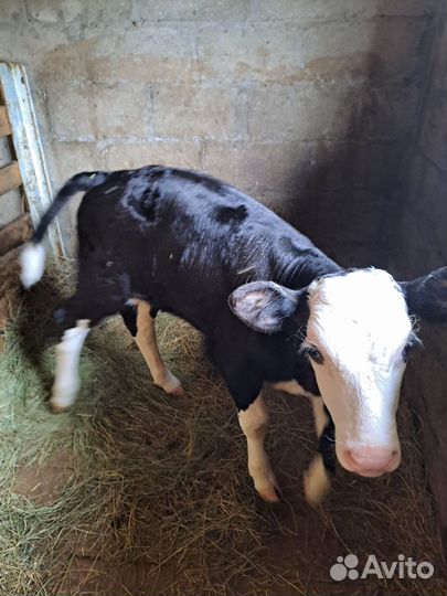 Продается бычок