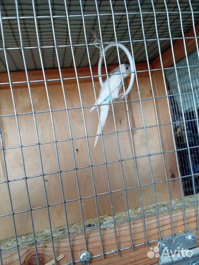 Птенцы волнистый попугай