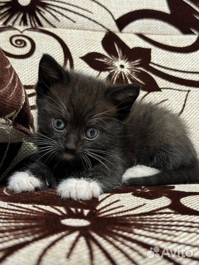 Котик в добрые руки