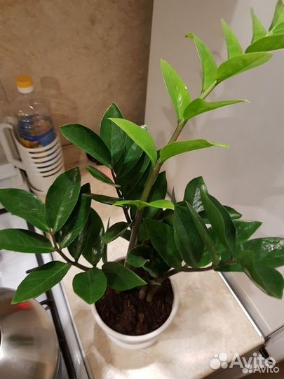 Продам Замиокулькас