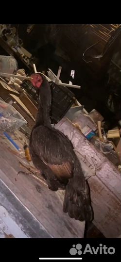 Бойцовые куры