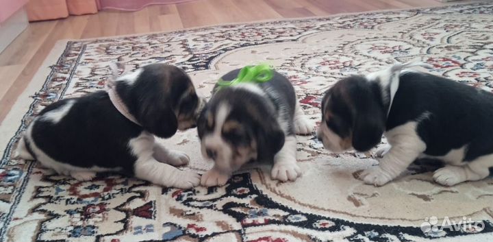 Продам щенков бигля