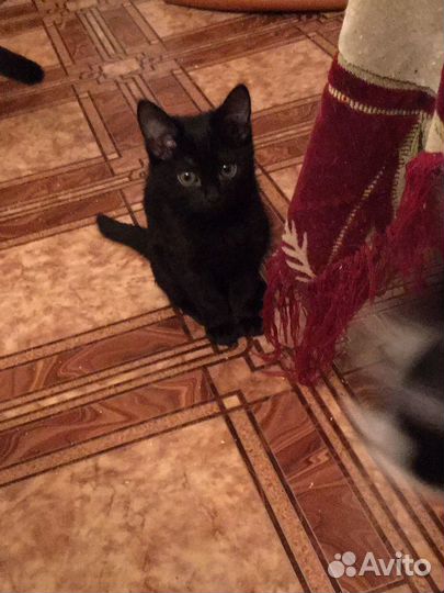Котята