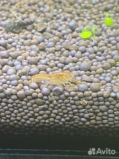 Аквариумные рыбки