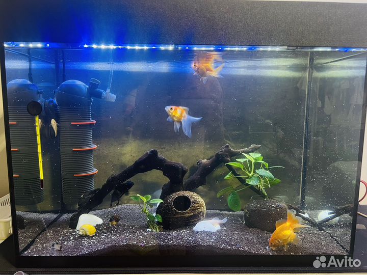 Аквариум 80 литров,золотые рыбки,фильтр