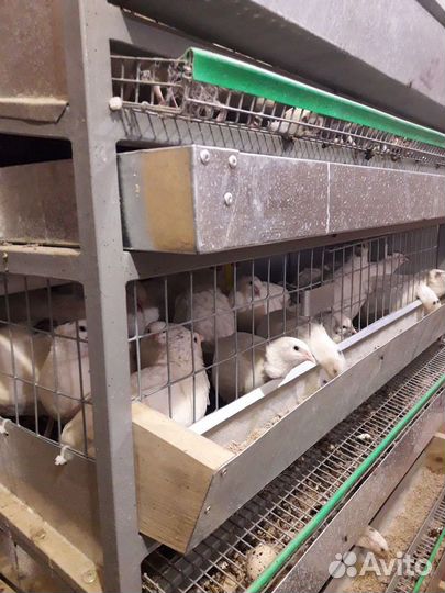 Клетка для перепелов