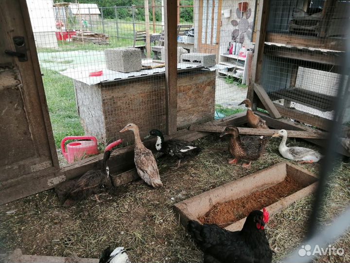 Утки Индийский бегунок