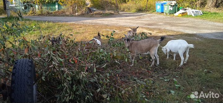 Альпийские и зааненские козы