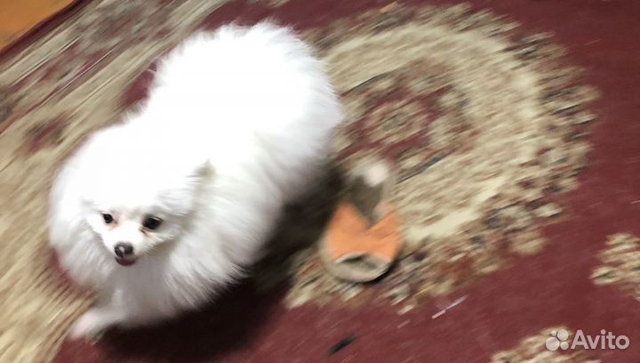 Немецкий шпиц