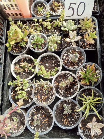 Суккуленты часть 4