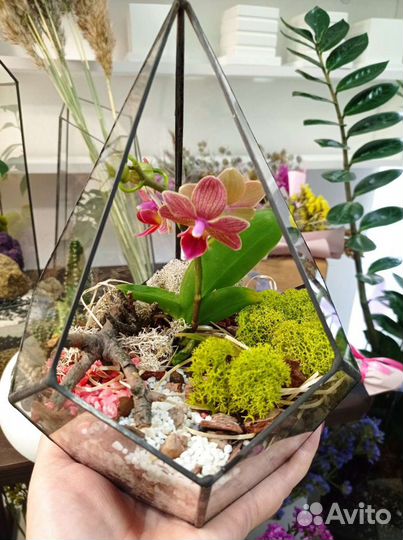 Флорариум с орхидеями