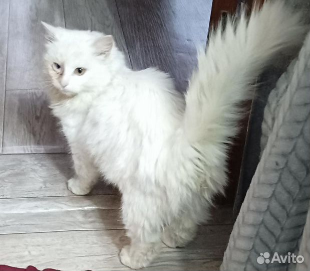 Котенок ищет дом