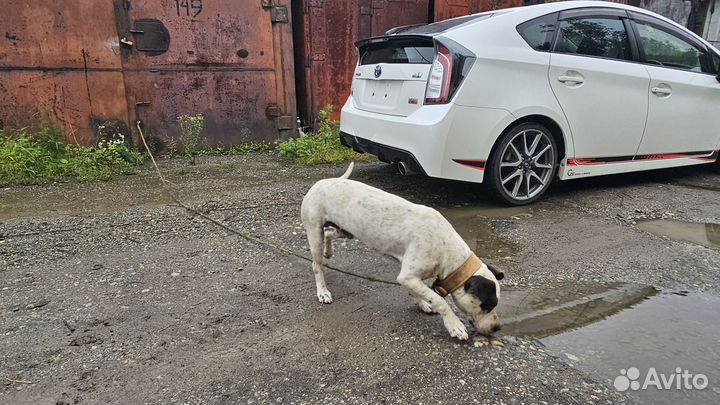 Щенок питбультерьера