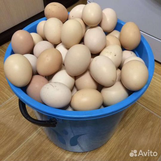 Домашние куриные деревенские яйца куры выгульные