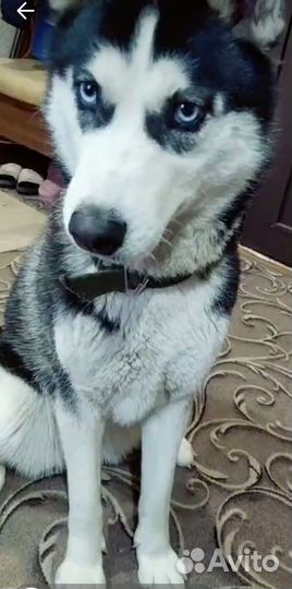 Отдам бесплатно