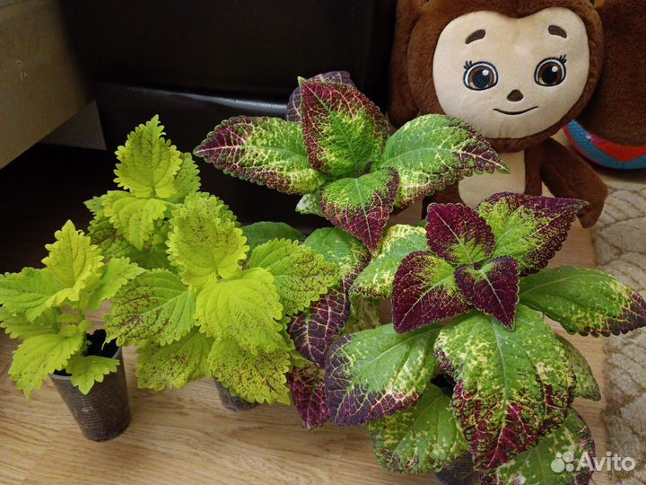 Колеус Аватар