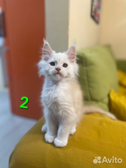 Котята мейн-кун