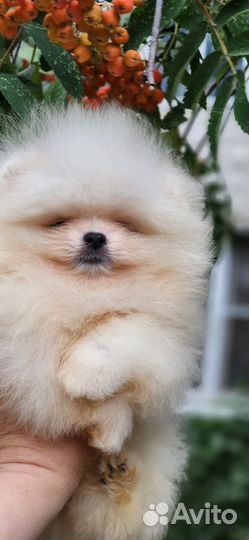 Девочка мини красотка