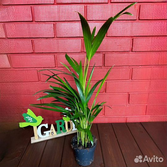 Хризалидокарпус