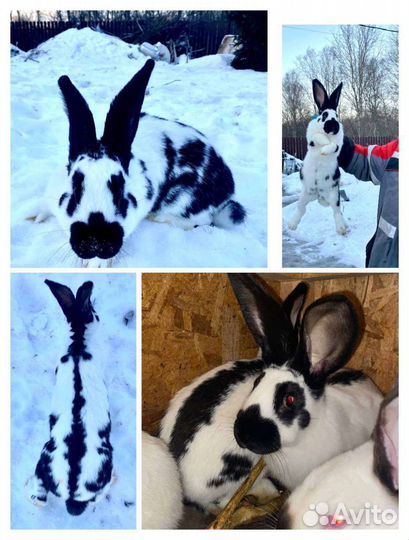 Мясо кролика, домашнее яйцо