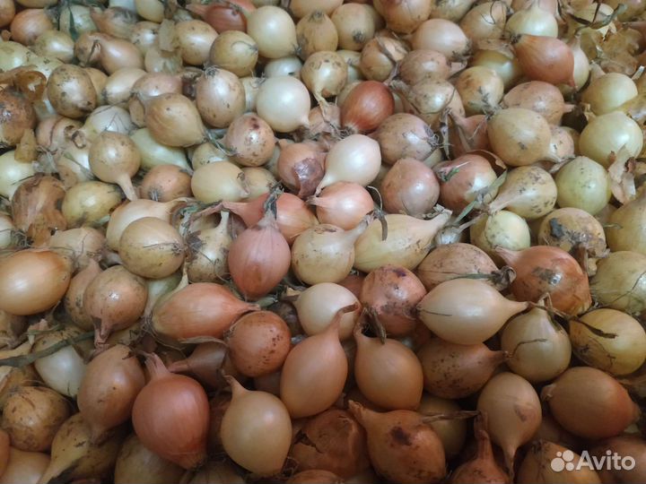 Лук севок Радар