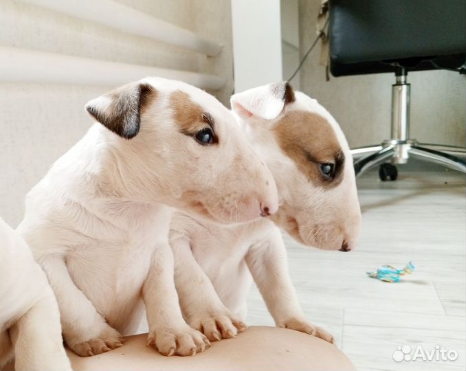 Щенки бультерьера