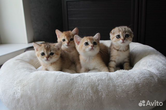 Золотые шиншилловые котята