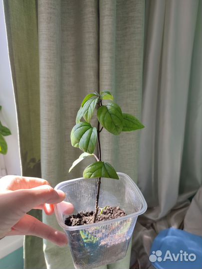 Клеродендрум томсона