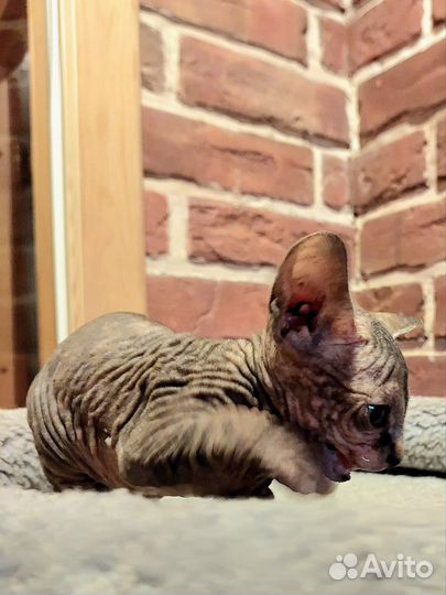 Канадский сфинкс котенок девочка
