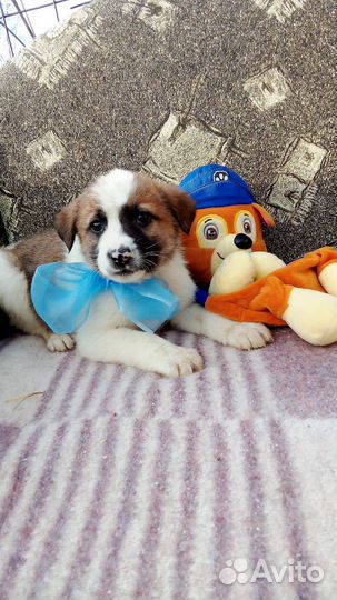 Щенки добрые руки