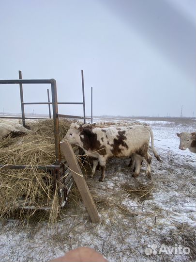 Продаю телок