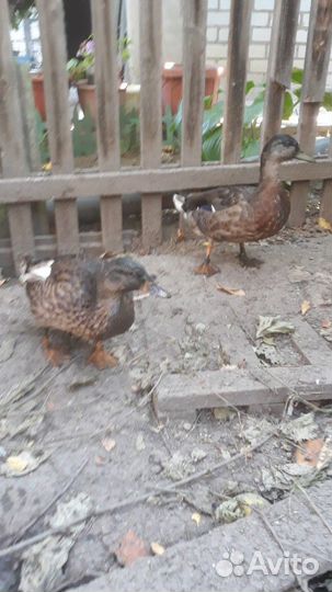 Подсадные дикие утки