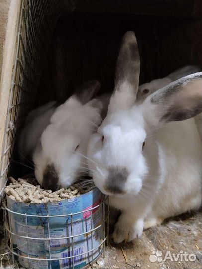 Калифорнийские кролики