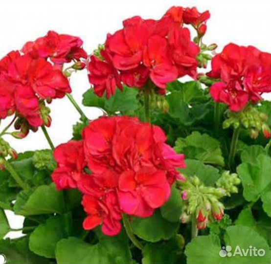 Пеларгония герань