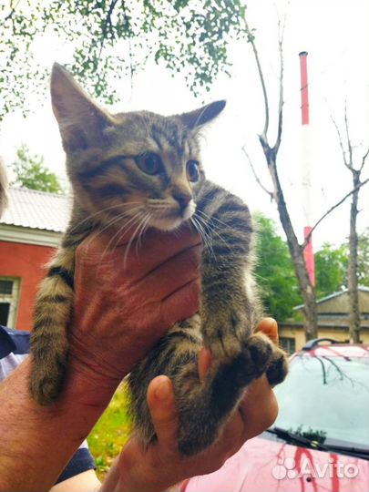 Котята в добрые руки бесплатно