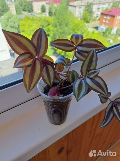 Традесканция