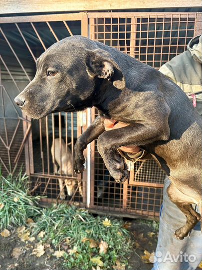 Щенки Питбуля