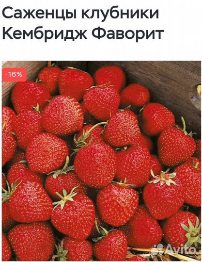 Рассада клубники