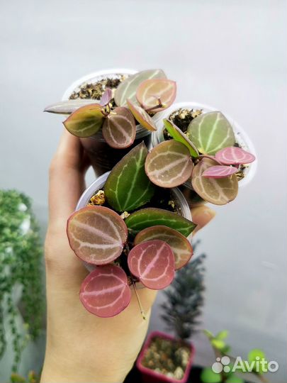 Дисхидия Овата и Дисхидия Иоанта