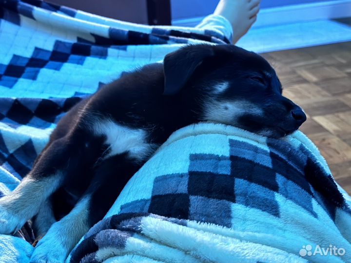 Щенок в добрые руки