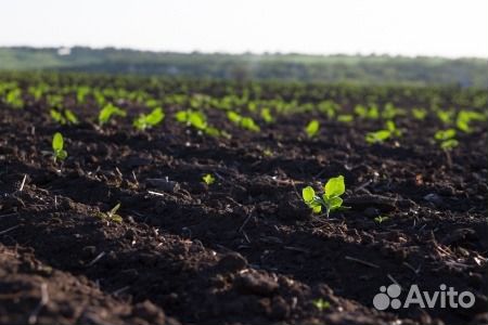 Плодородная земля