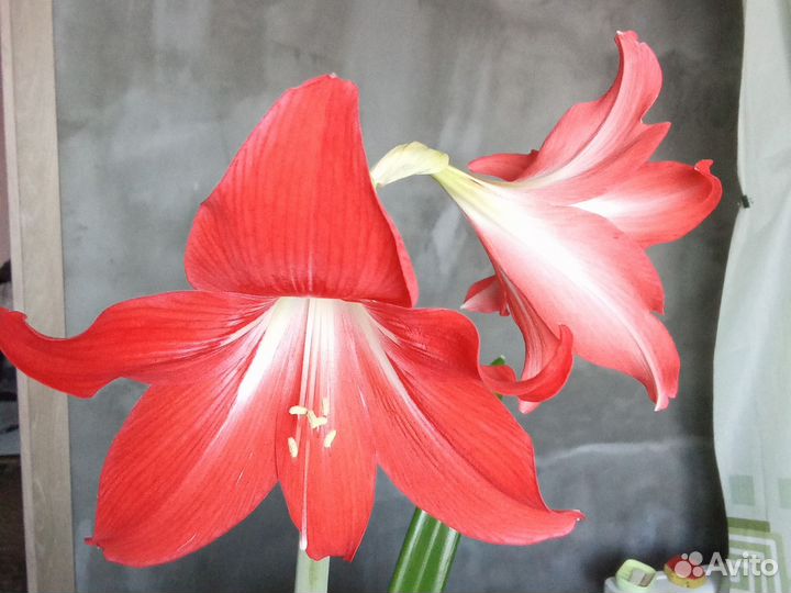 Гиппиаструм