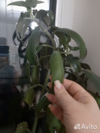 Каланхое лечебное