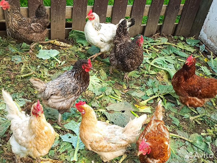 Курицы несушки доминанты