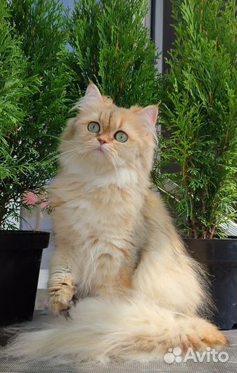 Золотая шиншилла